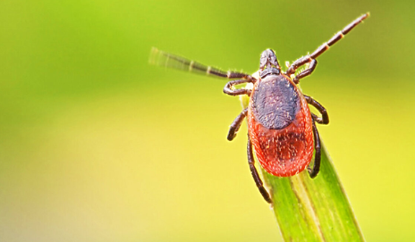 Анонс «горячей линии по вопросам профилактики клещевого энцефалита и других инфекций, передающихся клещами