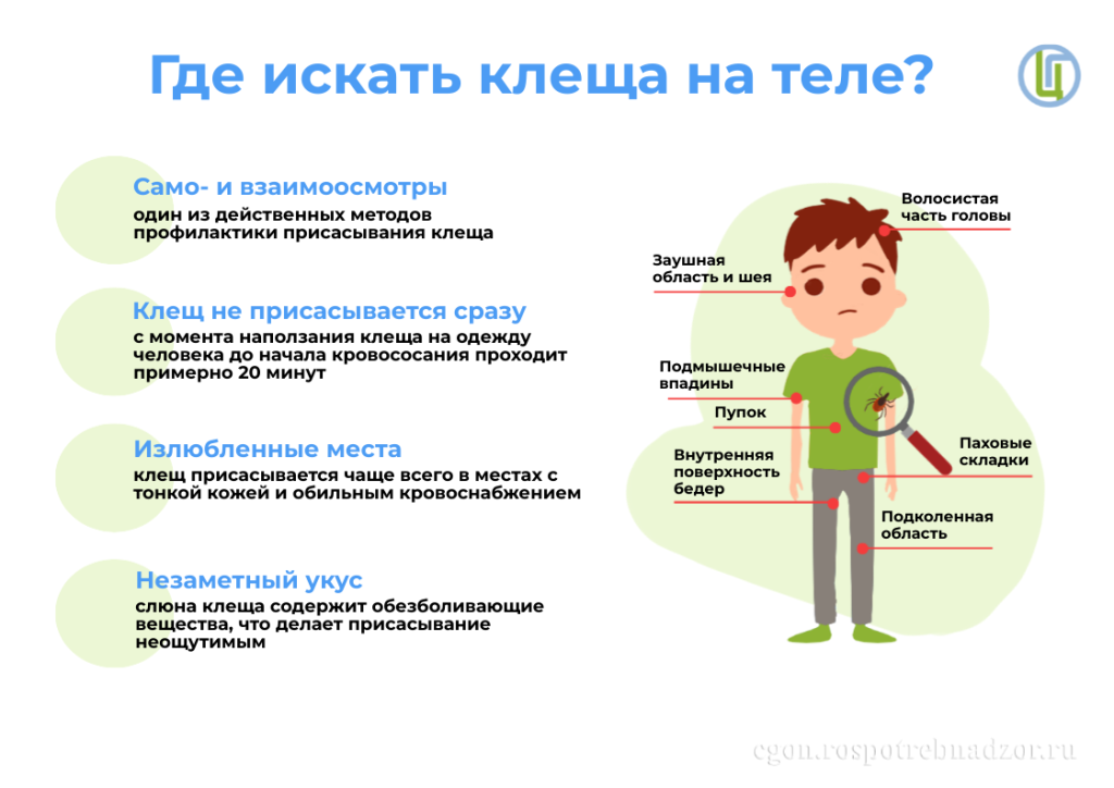 клещ.png