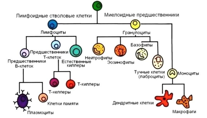 клетки иммунной системы.jpg