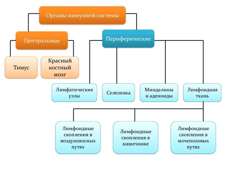 Иммунная система.jpg